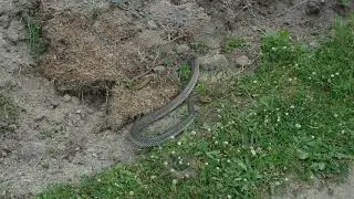 The Caspian whipsnake (Dolichophis caspius, sometimes also Coluber caspius