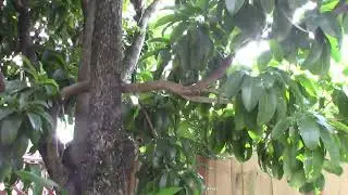 2024 Yard Tour-New trees and more