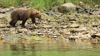 Katmai Bays - 2017