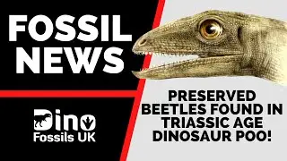 Beetles found in Dinosaur Poo (Fossil News)