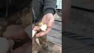 Проблемы с луковицей тюльпана в этом сезоне