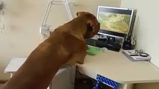 Dogue de Bordeaux watches the 