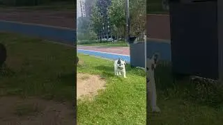 Бульдог #music #song #dog