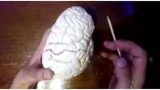 Головной мозг .Анатомия