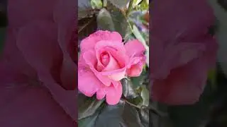 Роза «Вайкики», моя Эврика, мое прозрение, моя любимица 😍