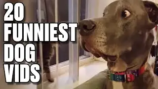 Incredible High Diving Dog! | Best Of The Internet