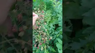 Our Woods are lined with Wild Blackberry Bushes! Maine