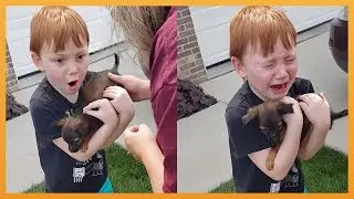 NEW PUPPY SURPRISE COMPILATION 2024 | WHOLESOME SURPRISE MOMENTS