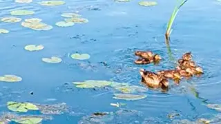 Caught carp spawning.