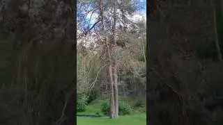 Orman Ne Güzel