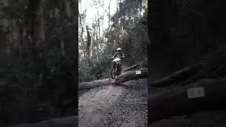 Famoso tronco em Morungaba !!