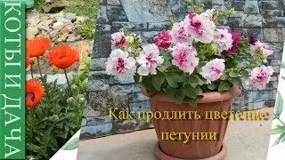 #Петуния