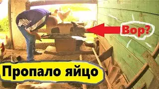Что будет есле положить в курятник покупное яйцо