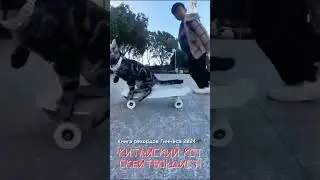 Китайский кот-скейтбордист 