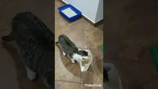 KOT MA ZGAGĘ #CAT #CATS #FUNNY #CUTE