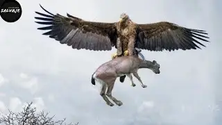 The attack of the giant eagle, the most chilling and brutal hunt in history