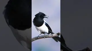 Eurasian Magpie Sound