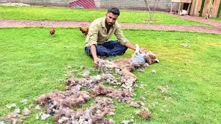 OyeHoye Bichari Laali