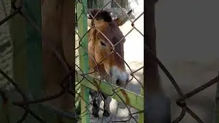 Ташкент зоопарк Tashkent zoo park