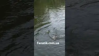 Зеркальний Короп на поплавок