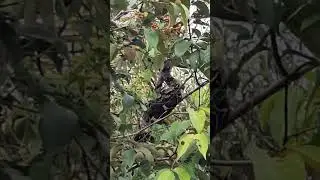 🐍 Boa constrictor in a tree /Jiboia numa arvore 🐍