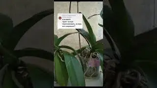 Кора или керамзит? 