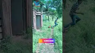 How Cock (Roster) Attack on Human 