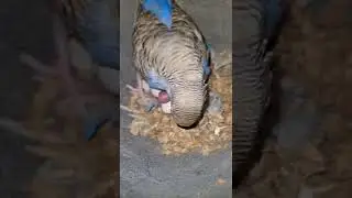 💙🤍blue budgie ,small baby progress❤️
