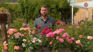 KORDES Kollektion Terrosa®