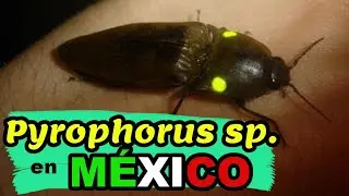 Pyrophorus sp. en México (COCUYO)