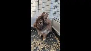 rabbit webcam