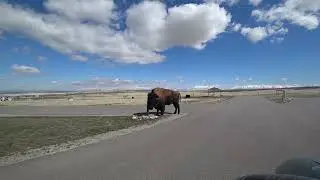 Antelope Island Utah March 2025 Bison has an itch.
