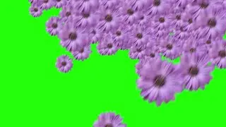 green screen flower transition effects