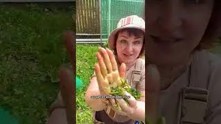 Быстро отмыть руки! 