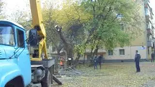 1 Уничтожение дерева во дворе Я не эксперт