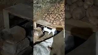 Кот что-то задумал... Не зря он вдаль пристально глядит.