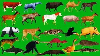 Green Screen Line Running and Walking Animals Green Screen HD Green Screen Video