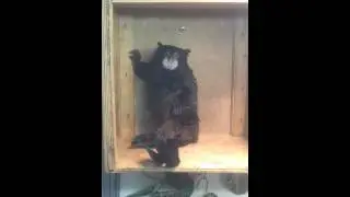 Смешная обезьянка позирует