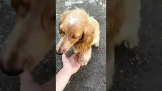 СНЕГ ЛЕТОМ???