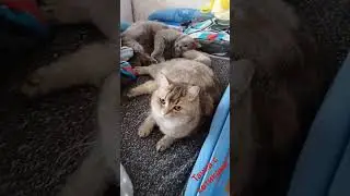 Тачка с котиками. Пушистые на чилле.
