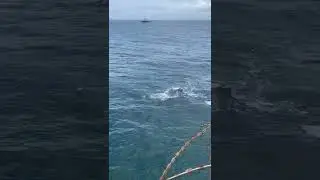 Whales approached closely to vessel 