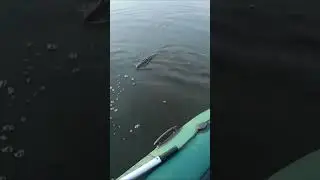 АТАКОВАЛА ВОБЛЕР ПЯТЬ РАЗ!!! ЩУКА НА ВОБЛЕР!!! 