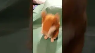Говорящий хомяк игрушка говорушка повторушка