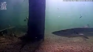 Florida Keys Barracuda Chases Prey on #vivathekeys #underwater #livestream