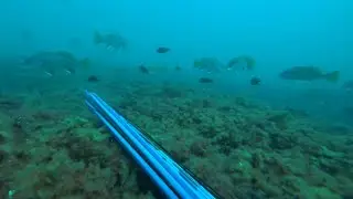 Свой среди..... Подводная охота в Крыму.