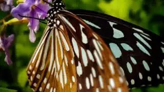 Macro photographer/macro photos