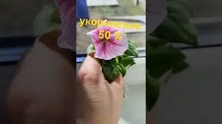 Укоренение черенков петунии в воде