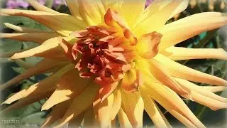 Летнее настроение. Summer Mood