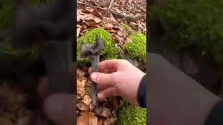 TROMPETAS DE LOS MUERTOS😃 #setas #nature  #larioja #mushroom