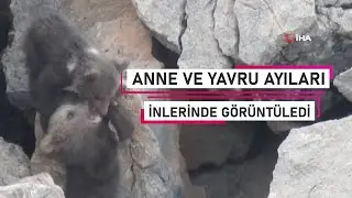 Zorlu yolları aştı anne ayı ve yavrularını inlerinde görüntülemeyi başardı